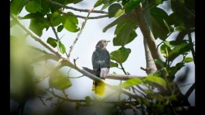 Георгий Скребицкий - Лесной голосок