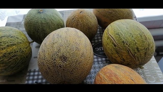 Сколько дынь выросло из 4-ех семечек? Дыня Колхозница. Дыни в средней полосе России. смотреть онлайн