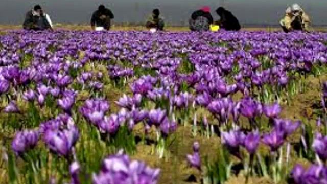 Saffron in My Coffee смотреть онлайн