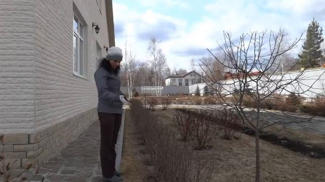 Обрезка кустарников. Живая изгородь. Кизильник блестящий смотреть онлайн