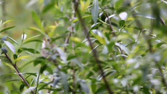 Садовая камышевка. Acrocephalus dumetorum. Птицы Беларуси. смотреть онлайн