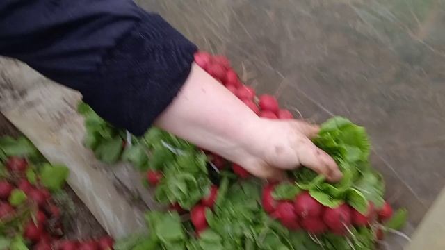Редиска, как правильно вязать пучки, не каждый так сможет ??? смотреть онлайн