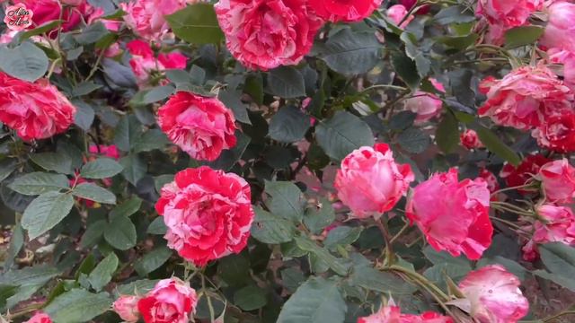 ROSE GARDEN Part 2〜埼玉県伊奈町バラ園5-12-2021〜INA ROSE GARDEN2021 // Allee Anne смотреть онлайн