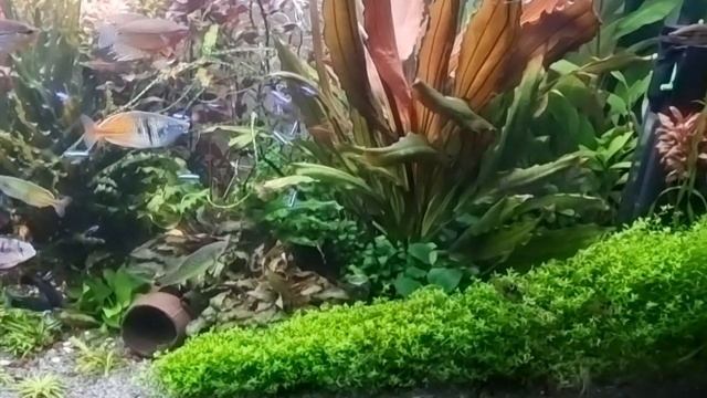 Мой 400л, цветущая Криптокарина Нури и релакс #аквариум, #травник, #биотоп, #скалярии, #гурами смотреть онлайн