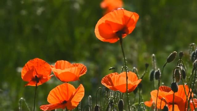 Модные обзоры аксессуаров