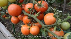 Особенности выращивания помидоров Санька