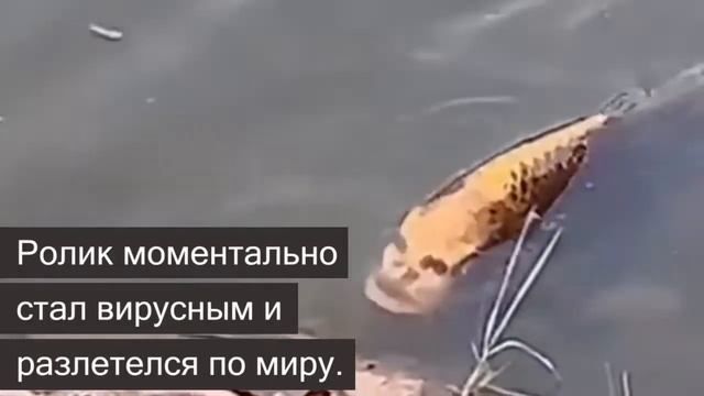 В Китае нашли рыбу с человеческим лицом