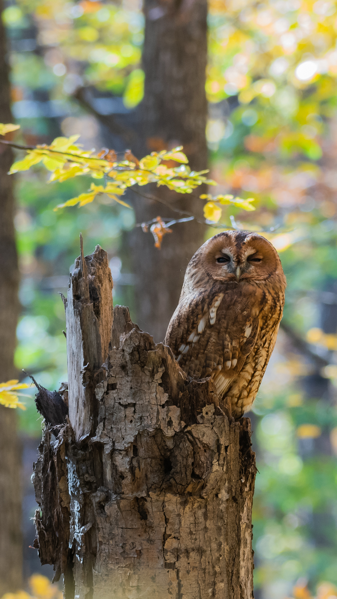 Съемка дикой природы. Серая неясыть смотреть онлайн
