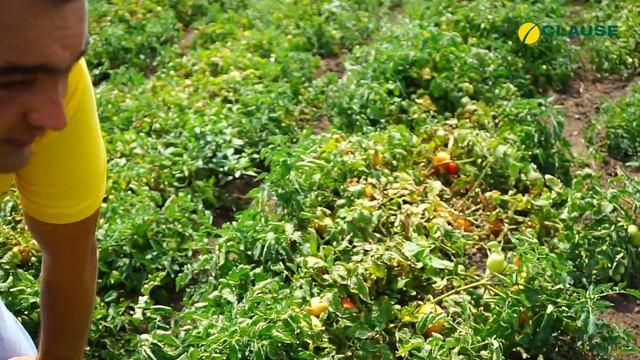 ТОМАТ ДИНО F1 ОТ CLAUSE | ОБЗОР ТОМАТА ДИНО F1 В ПОЛЕ смотреть онлайн