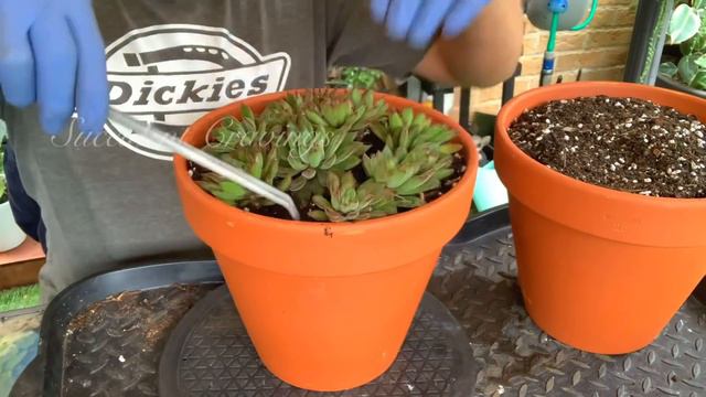 Replanting Overgrown Echeveria Set-Oliver