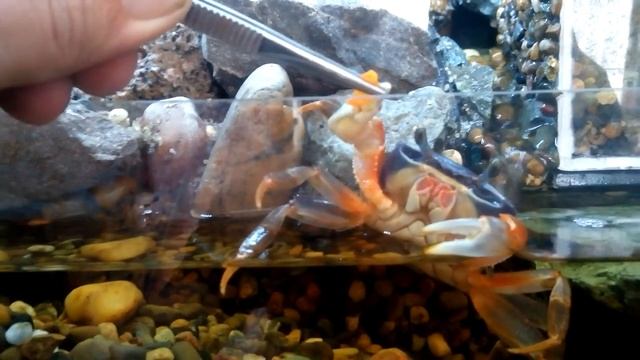 Радужный краб. Кормление с пинцета. / Rainbow crab. Feeding with tweezers. смотреть онлайн