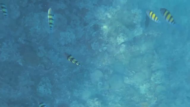 M3 | Silver Island (Pulau Perak) V2 смотреть онлайн