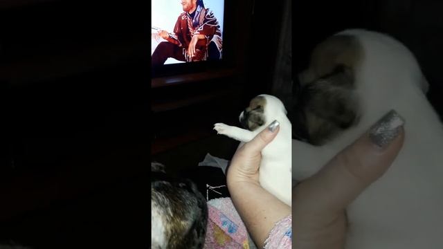 подкармливаем щенков козьим молоком. смотреть онлайн