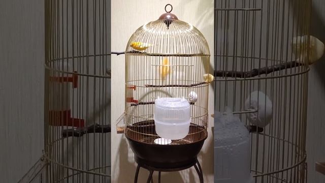 Купание канареек смотреть онлайн