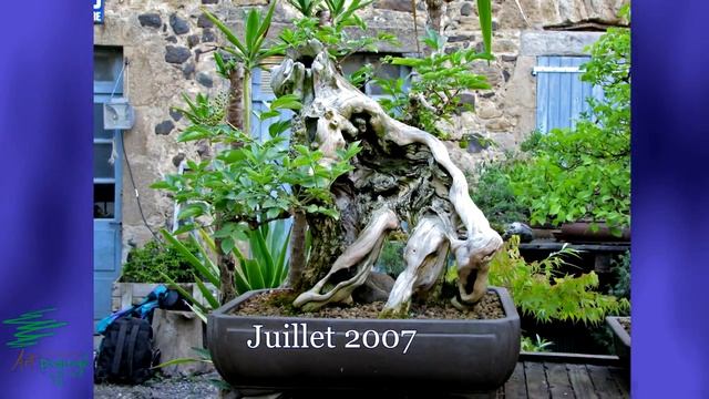 Histoire d'arbre : Sambucus Nigra - Tree Story : Sambuscus Nigras смотреть онлайн