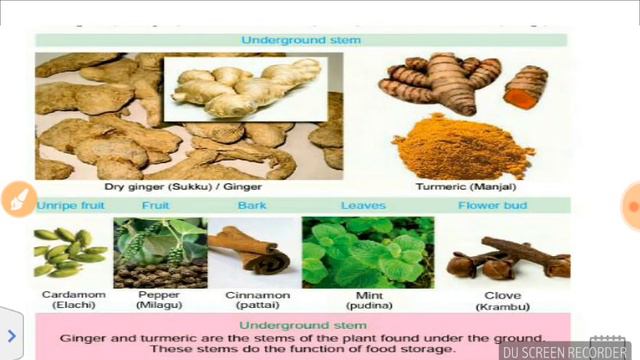 TNPSC UPSC SSC-CHSL MTS CGL RRB - GENERAL SCIENCE - BOTANY World Of Plants