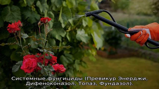 Черная пятнистость на розах: чем лечить смотреть онлайн