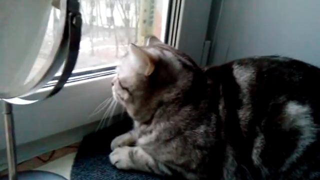 Кот охотится за птицами в зеркале.