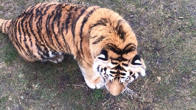 Тигр обрадовался встрече! Тайган смотреть онлайн