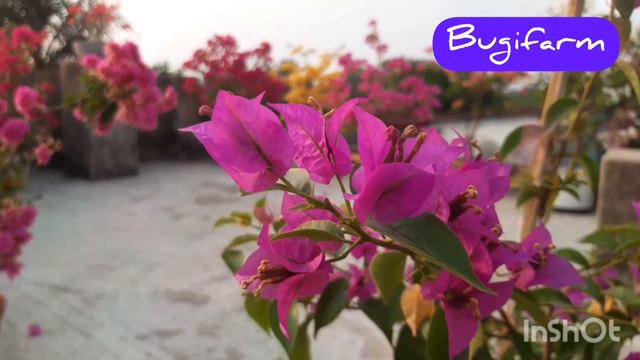 Beautiful bougainvillea (part -1) смотреть онлайн