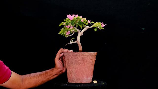 How To Make A Bougainvillea Bonsai Amazing Tree | Bougainvillea Ka Bonsai Kaise Banaye | PART - 03