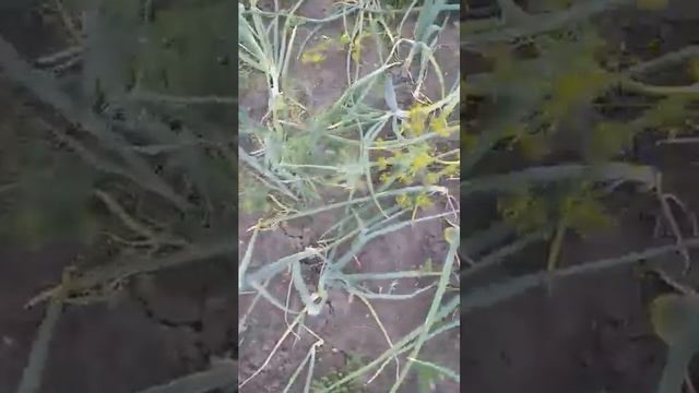 Мой лук умирает. смотреть онлайн