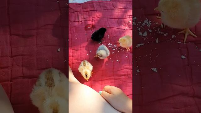 милое видео с маленькими цыплятами #цыплята#милота#жизньвкайф#интересноевидео смотреть онлайн