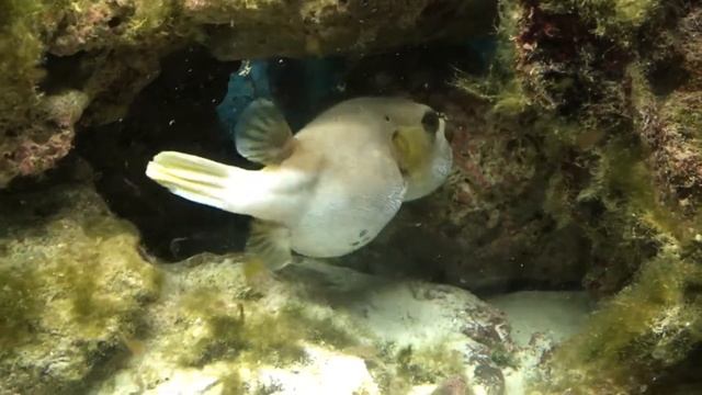 Pufferfish puffs up смотреть онлайн