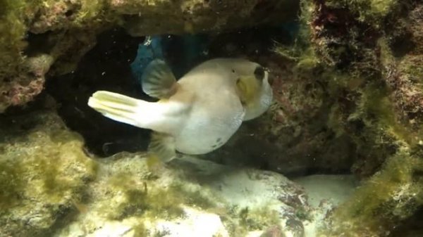 Pufferfish puffs up
