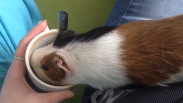 Пьяная морская свинка)))) смотреть онлайн