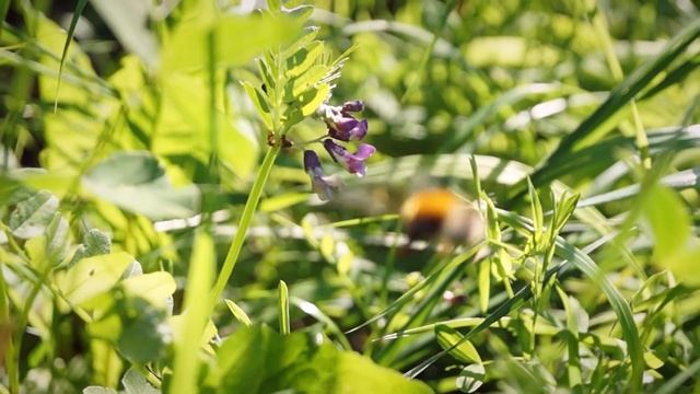 My Sony ALHPA 57 смотреть онлайн