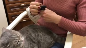 Как вычесывать шотландского кота