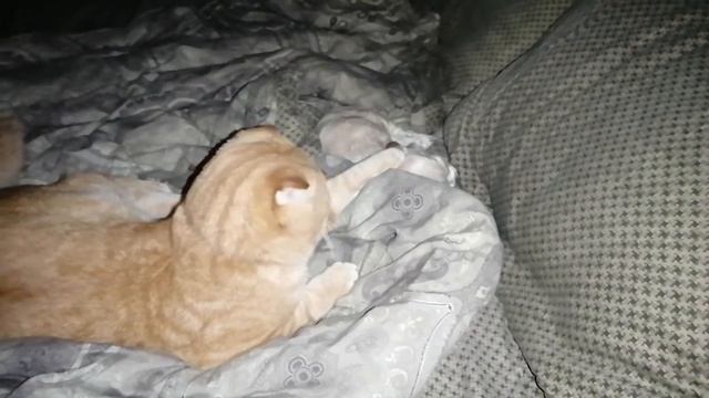 Американский кокер-спаниель-Рыжик укачивает Джесси #2