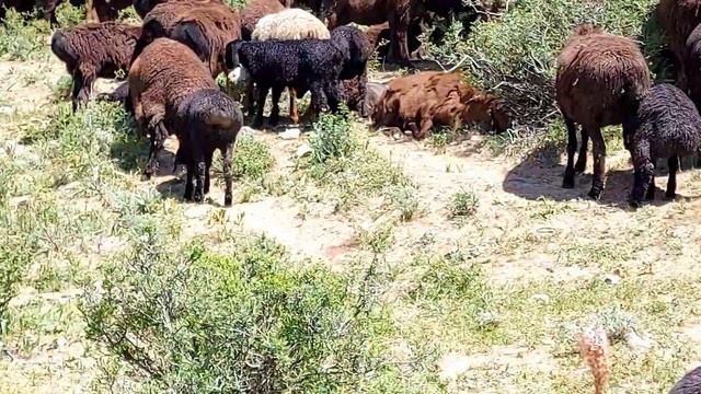 Гиссарский овцы часть 2 07,05,2020 года КХ Нурзода смотреть онлайн