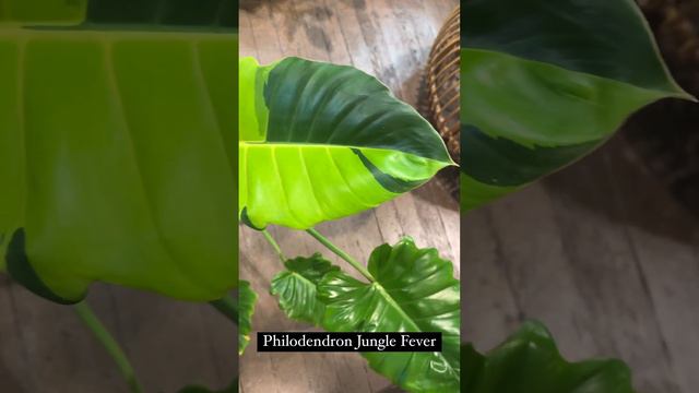 Philodendron jungle fever #tropical #houseplants #garden смотреть онлайн