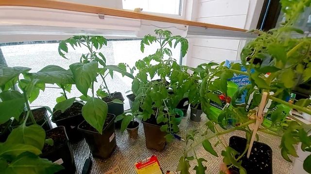 Декоративные, ампельные томаты! смотреть онлайн