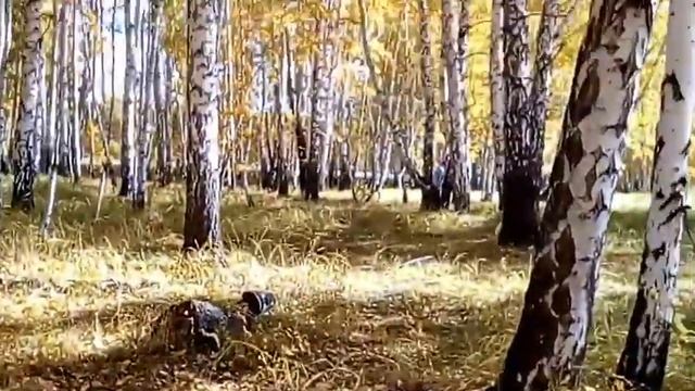 Сбор сухих груздей, 26 сентября 2020г. Грибы Омской области. смотреть онлайн