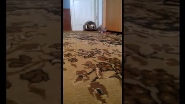 ПРОДАЖА котята RagDoll Кошка кукла 026 смотреть онлайн