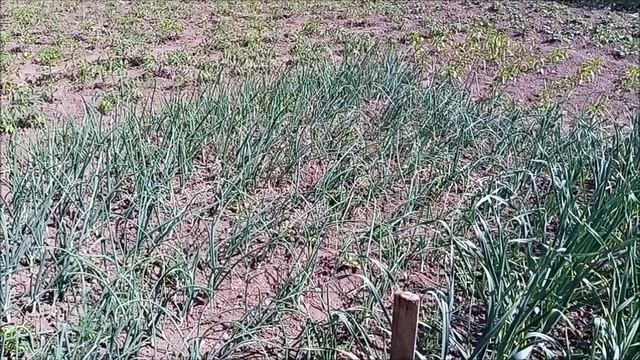 Жовтіє часник та цибуля термінова обробка від шкідника та підживлення аміаком смотреть онлайн