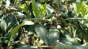 9.  Хутор на Сицилии.  Готовимся к скосу травы.  Варим апельсиновое желе.  Строим дом.