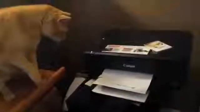 Кот против бумажного монстра смотреть онлайн