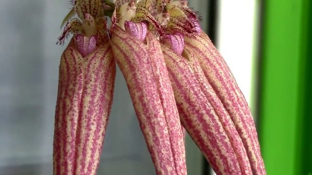 How to care for Bulbophyllum orchids - watering, fertilizing, reblooming смотреть онлайн