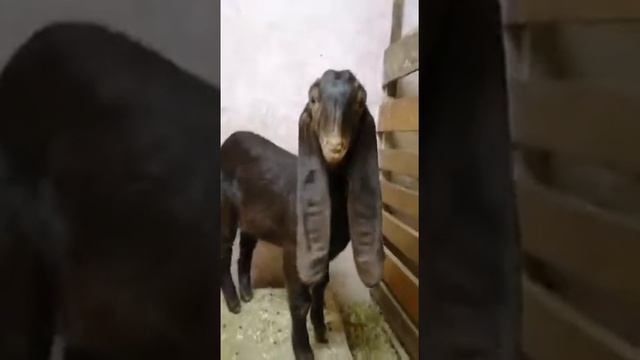 IMG 5359 козы породы Камори. Восточные козы. смотреть онлайн