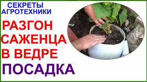 Высадка саженца из перевёрнутого ведра. Ускорение развития саженца в Подмосковье. Ремейк 15.08.2020