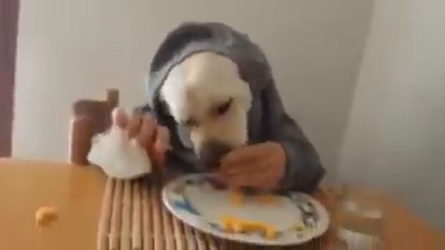 голодная собака!!! смотреть онлайн