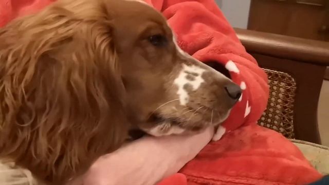 Sleepy Welsh Springer spaniel смотреть онлайн