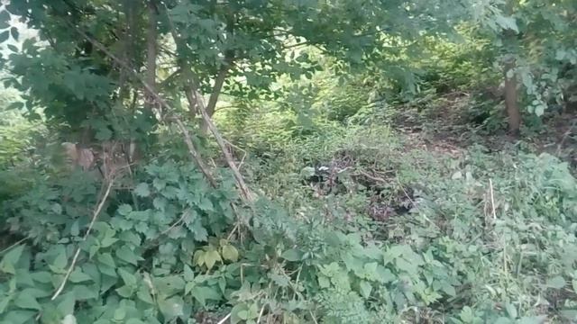 Охота на уток с лабрадором