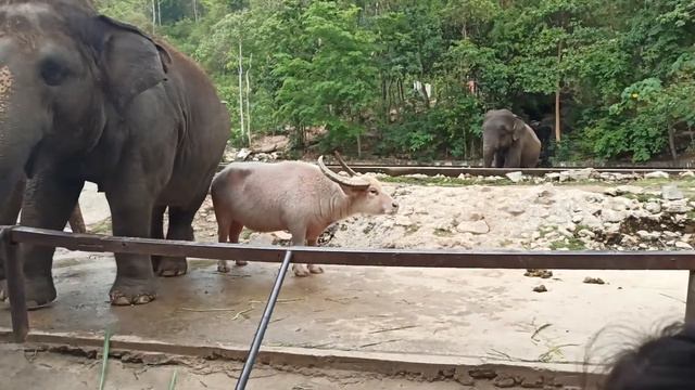 Зоопарк Кхао Кхео Таиланд 10 смотреть онлайн