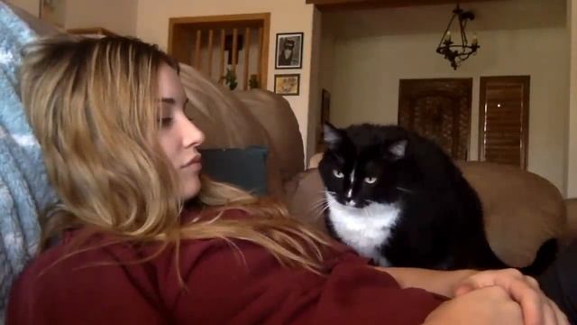 Cat politely asking to get petted смотреть онлайн