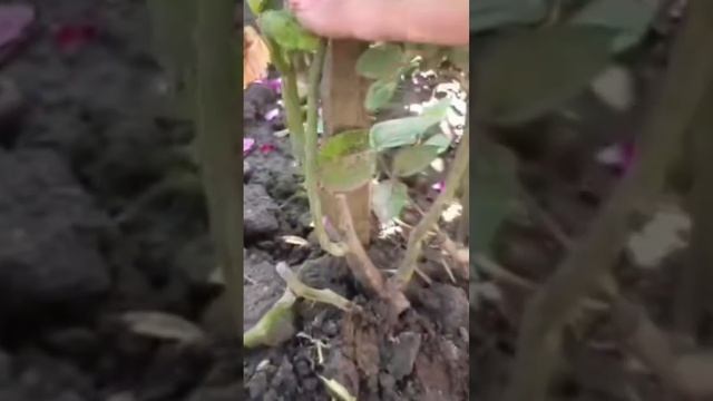 жёлтые листья и черные пятна на розе? что делать??? #просто #plant #gardening смотреть онлайн